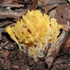 Ramaria sp. at Acton, ACT - 10 Jun 2022 12:02 PM