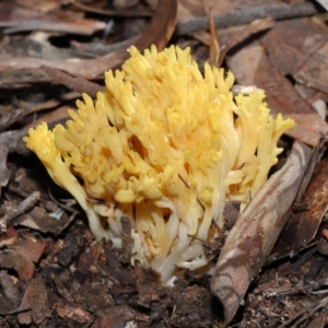 Ramaria sp. at Acton, ACT - 10 Jun 2022 12:02 PM