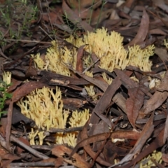 Ramaria sp. at Acton, ACT - 10 Jun 2022 12:02 PM