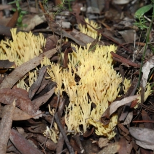 Ramaria sp. at Acton, ACT - 10 Jun 2022 12:02 PM