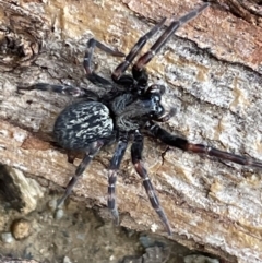 Badumna sp. (genus) (Lattice-web spider) at Jerrabomberra, NSW - 12 Jun 2022 by Mavis