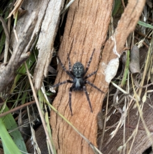 Badumna sp. (genus) at Jerrabomberra, NSW - 12 Jun 2022 09:47 AM