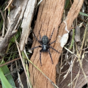 Badumna sp. (genus) at Jerrabomberra, NSW - 12 Jun 2022