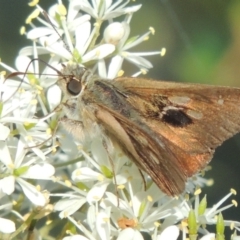 Timoconia flammeata (Bright Shield-skipper) at Paddys River, ACT - 13 Feb 2022 by michaelb