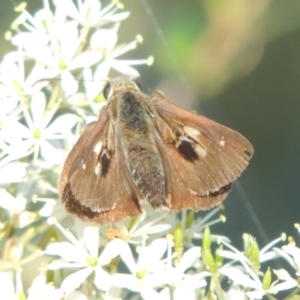 Timoconia flammeata at Paddys River, ACT - 13 Feb 2022 05:18 PM