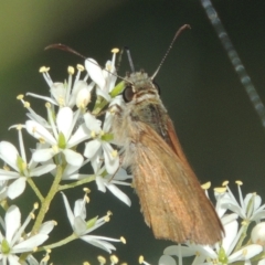 Timoconia flammeata at Paddys River, ACT - 13 Feb 2022