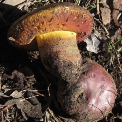 zz bolete at Latham, ACT - 20 Apr 2022 by pinnaCLE