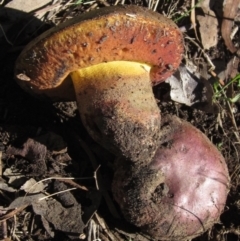 zz bolete at Umbagong District Park - 20 Apr 2022 by pinnaCLE