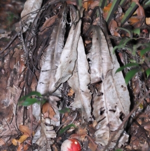 Amanita muscaria at Acton, ACT - 12 Jun 2022 09:37 AM