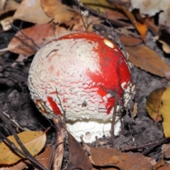 Amanita muscaria at Acton, ACT - 12 Jun 2022