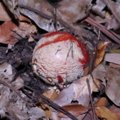 Amanita muscaria at Acton, ACT - 12 Jun 2022 09:37 AM