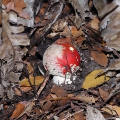 Amanita muscaria at Acton, ACT - 12 Jun 2022 09:37 AM