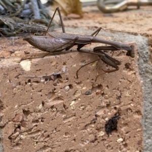 Archimantis sp. (genus) at Theodore, ACT - 12 Jun 2022