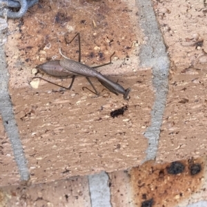 Archimantis sp. (genus) at Theodore, ACT - 12 Jun 2022