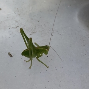 Caedicia simplex at Theodore, ACT - 11 Jun 2022