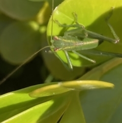 Caedicia simplex at Theodore, ACT - 11 Jun 2022