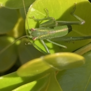 Caedicia simplex at Theodore, ACT - 11 Jun 2022