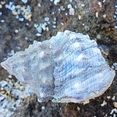 Nodilittorina pyramidalis at Dolphin Point, NSW - 12 Jun 2022 by trevorpreston