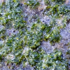 Unverified Marine Alga & Seaweed at Dolphin Point, NSW - 12 Jun 2022 by trevorpreston