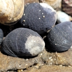 Nerita melanotragus at Wairo Beach and Dolphin Point - 12 Jun 2022 by trevorpreston