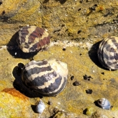 Austrocochlea porcata at Wairo Beach and Dolphin Point - 12 Jun 2022 by trevorpreston