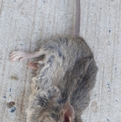 Mus musculus (House Mouse) at Gundaroo, NSW - 12 Jun 2022 by Gunyijan