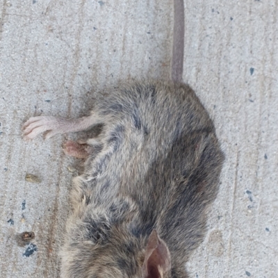 Mus musculus (House Mouse) at Gundaroo, NSW - 12 Jun 2022 by Gunyijan