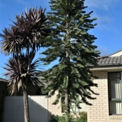 Unverified Other Tree at Gungahlin, ACT - 12 Jun 2022 by TrishGungahlin
