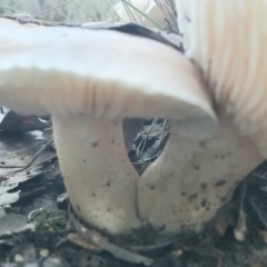 zz agaric (stem; gills white/cream) at Gundaroo, NSW - 11 Jun 2022 by Gunyijan