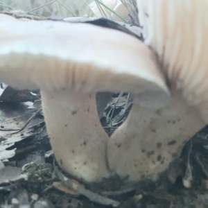 zz agaric (stem; gills white/cream) at Gundaroo, NSW - 11 Jun 2022