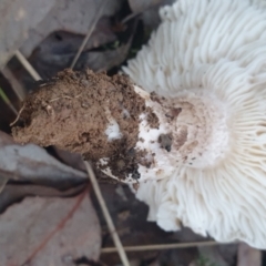 zz agaric (stem; gills white/cream) at Gundaroo, NSW - 11 Jun 2022