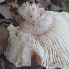 zz agaric (stem; gills white/cream) at Gundaroo, NSW - 11 Jun 2022