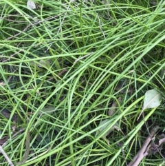 Unidentified Other Fresh Water Plant (TBC) at Bowral - 12 Jun 2022 by JESH