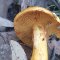 Cortinarius sinapicolor (Slimy Yellow Cortinar) at Gundaroo, NSW - 11 Jun 2022 by Gunyijan