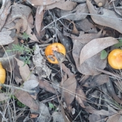 Cortinarius sinapicolor at Gundaroo, NSW - 11 Jun 2022