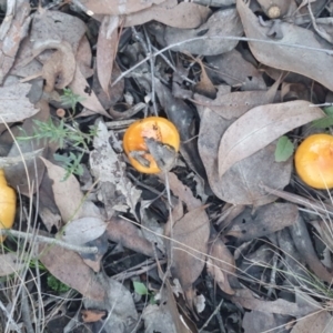 Cortinarius sinapicolor at Gundaroo, NSW - 11 Jun 2022