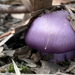 zz agaric (stem; gills not white/cream) at Nanima, NSW - 12 Jun 2022 03:56 PM