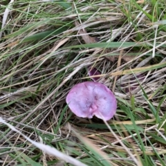 zz agaric (stem; gills not white/cream) at Nanima, NSW - 12 Jun 2022