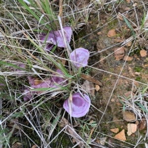 zz agaric (stem; gills not white/cream) at Nanima, NSW - 12 Jun 2022