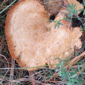 Lactarius deliciosus at Gundaroo, NSW - 12 Jun 2022