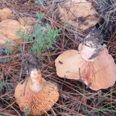 Lactarius deliciosus at Gundaroo, NSW - 12 Jun 2022