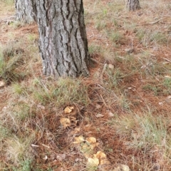 Lactarius deliciosus at Gundaroo, NSW - 12 Jun 2022