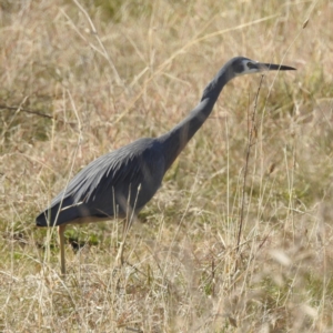 Egretta novaehollandiae at Stromlo, ACT - 12 Jun 2022 01:41 PM