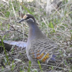 Phaps chalcoptera (Common Bronzewing) at Lions Youth Haven - Westwood Farm A.C.T. - 12 Jun 2022 by HelenCross