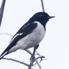 Melanodryas cucullata (Hooded Robin) at Coree, ACT - 11 Jun 2022 by patrickcox