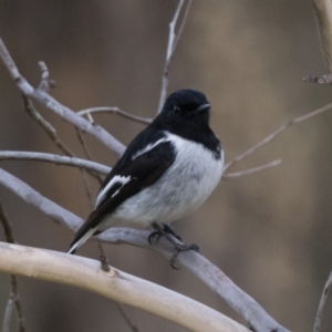 Melanodryas cucullata cucullata at Coree, ACT - suppressed