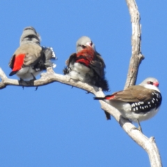 Stagonopleura guttata (Diamond Firetail) at Stromlo, ACT - 12 Jun 2022 by HelenCross