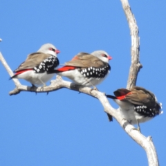 Stagonopleura guttata at Stromlo, ACT - suppressed