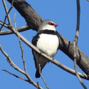 Stagonopleura guttata at Stromlo, ACT - suppressed