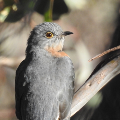 Cacomantis flabelliformis (Fan-tailed Cuckoo) at Lions Youth Haven - Westwood Farm A.C.T. - 12 Jun 2022 by HelenCross